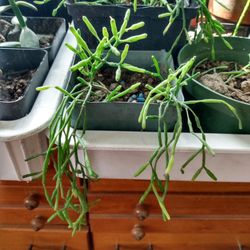 Mistletoe cactus succulent houseplant