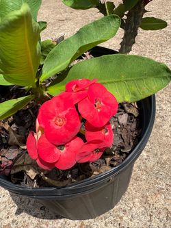 Red Crown of Thor plant