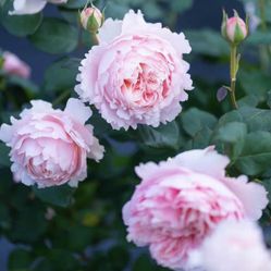 Rare Chinese Rose Plant-Yanzi