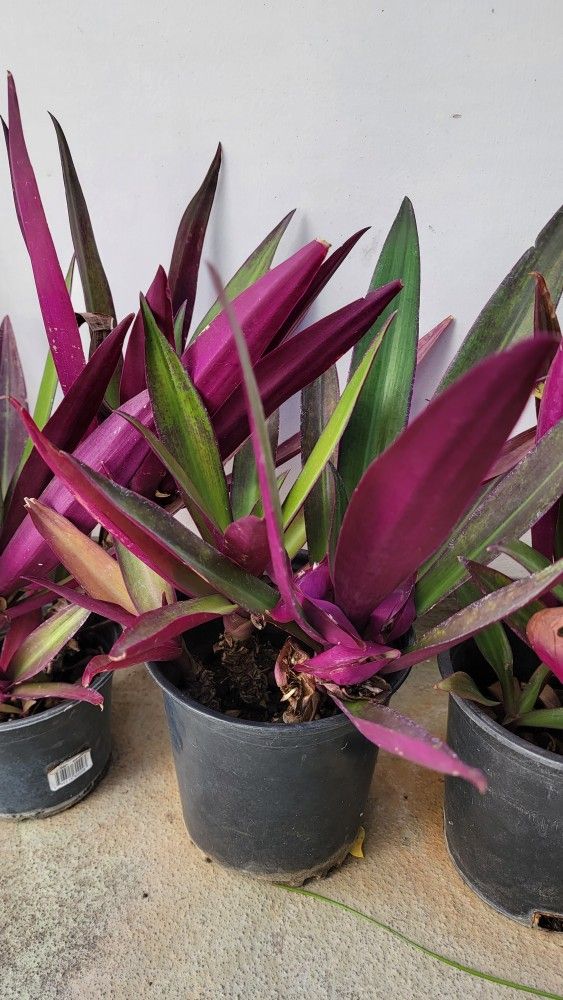 Oyster Plants