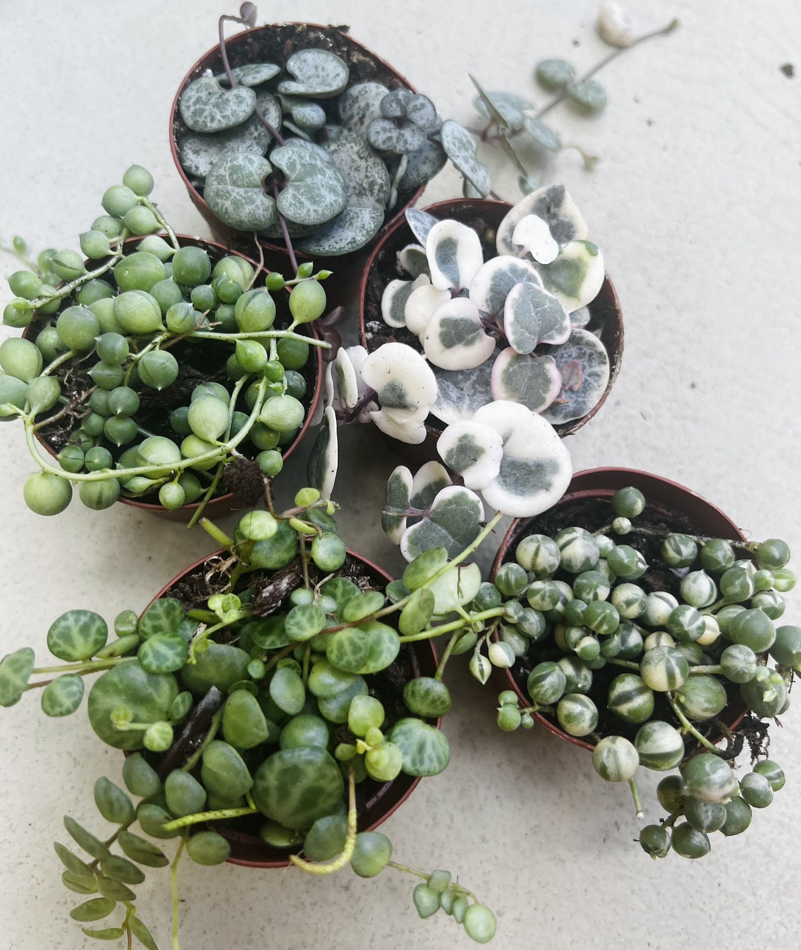 Stunning String Succulents