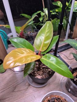 Prince of Orange Philodendron