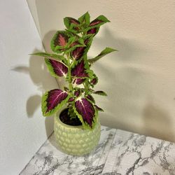 Coleus Plant 