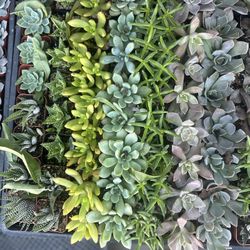 Succulent Decoration Drought Tolerance 