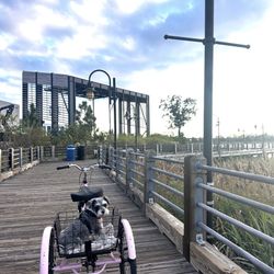 Bike For Sale With Cart