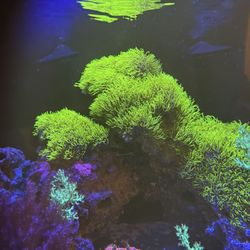 Fish Tank Fluval 15g With Huge Arch Rock