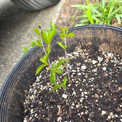 Garden Plant Chery Bush