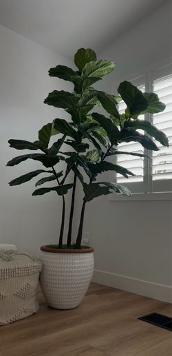 Armstrong Nursery Faux Fiddle plant