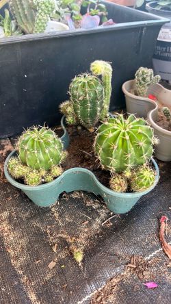 Cactus in green pot