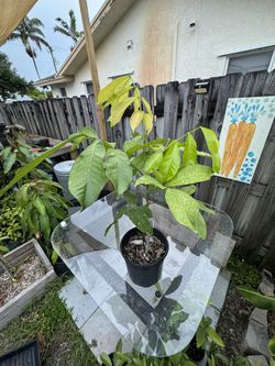 Ackee Plant 