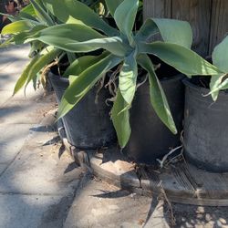 Fox Agaves 25$