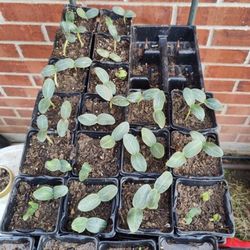 Loofah Sprouts - $3 Per Container With Two Sprouts
