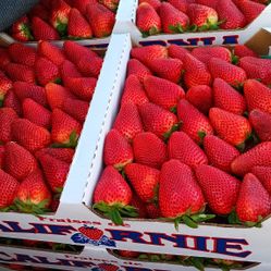 Halloo Delicious Fresh Strawberries SPECIAL $35 A FULL BOX 