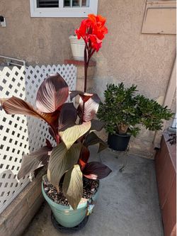 Canna Lily with Red blooms