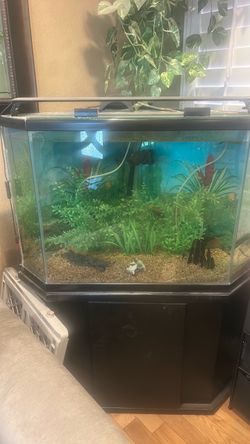 75 GALLON CORNER AQUARIUM