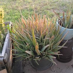 Enormous Aloe Vera Plant In A Pot