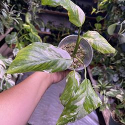 Variegated Monstera Lechleriana 