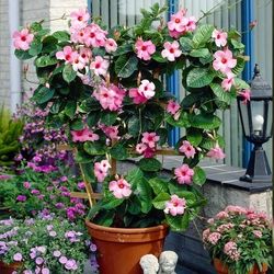 Mandevilla Vines