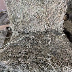 Alfalfa Hay