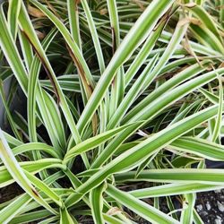 Succulent Spider Plants 1gal