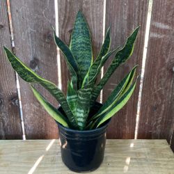 1-Gallon Snake Plant.