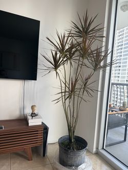 Dracaena multicolor Marginata  Plant