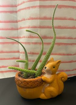 Cactus Succulent Peanut Rat Tail Cactus live plant in pot decorative.