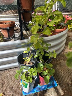 Lantana Plant
