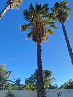 Palms trimmer