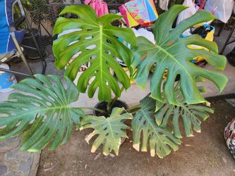 Monsters deliciousa $55 huge