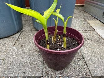 Banana plant
