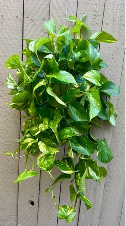 Golden pothos hanging pot