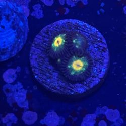 Star Fruit Zoa Display Decor