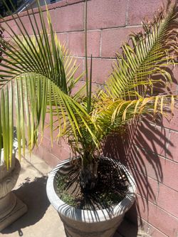Palm tree good size