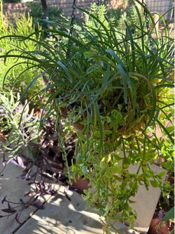 Hanging basket society garlic $30