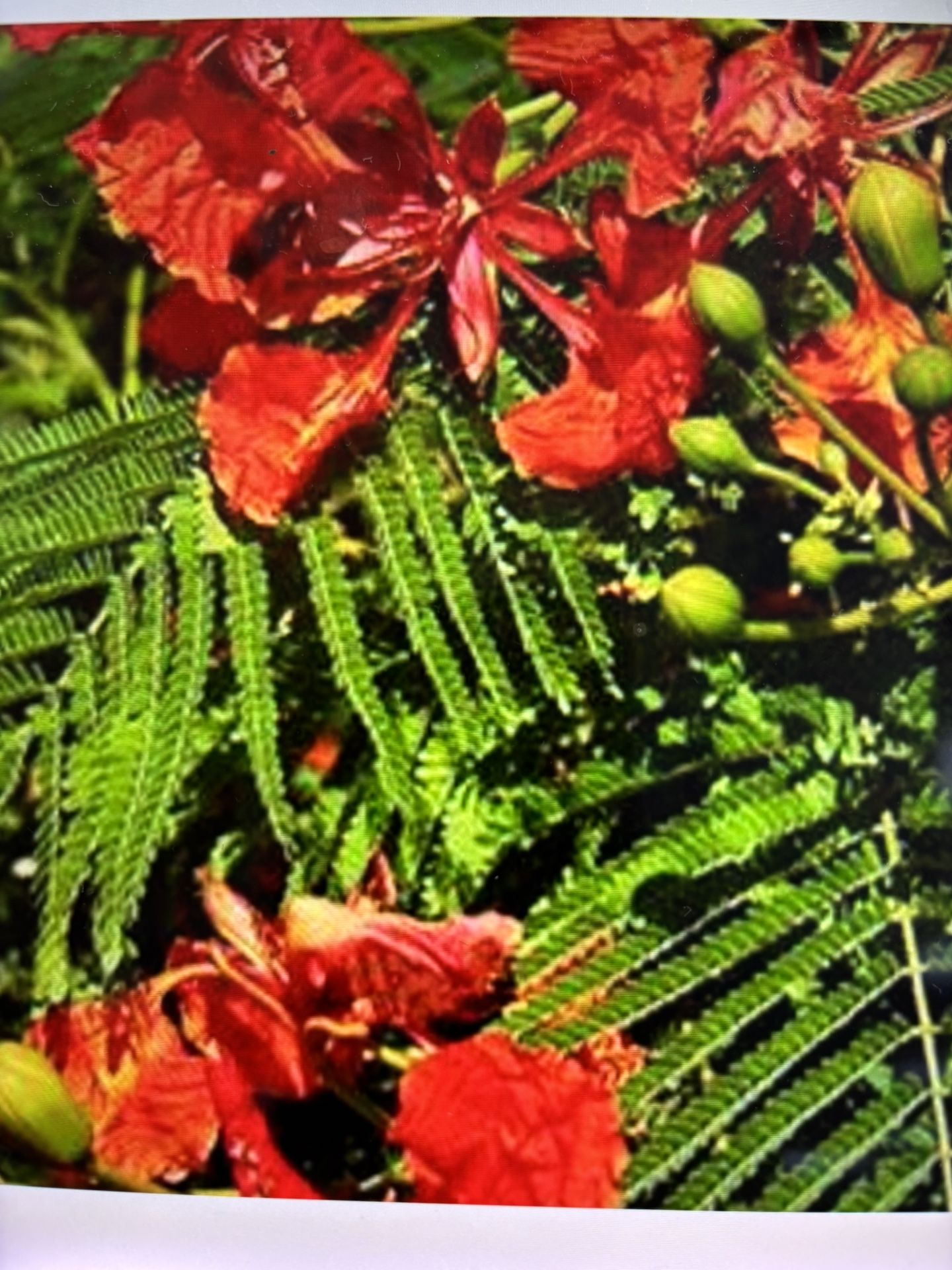 Royal Poinciana (Phuong Vi) In The Pot Very Healthy Plant
