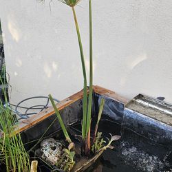Dwarf Papyrus Aquatic Plant