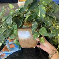 Plant ornamant 
