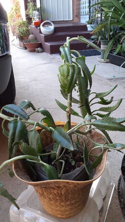 Plants for sale