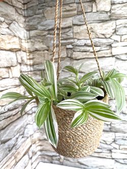 Tradescantia Albiflora house plant in a hanging woven basket 6"H.