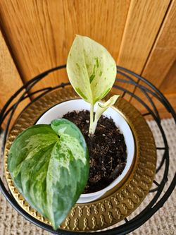 Manjula Pothos (White pot-A)