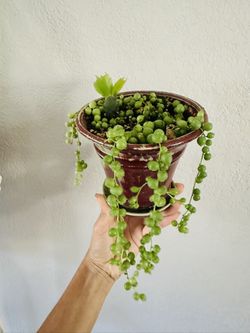 String Of Pearls In Ceramic Pot 