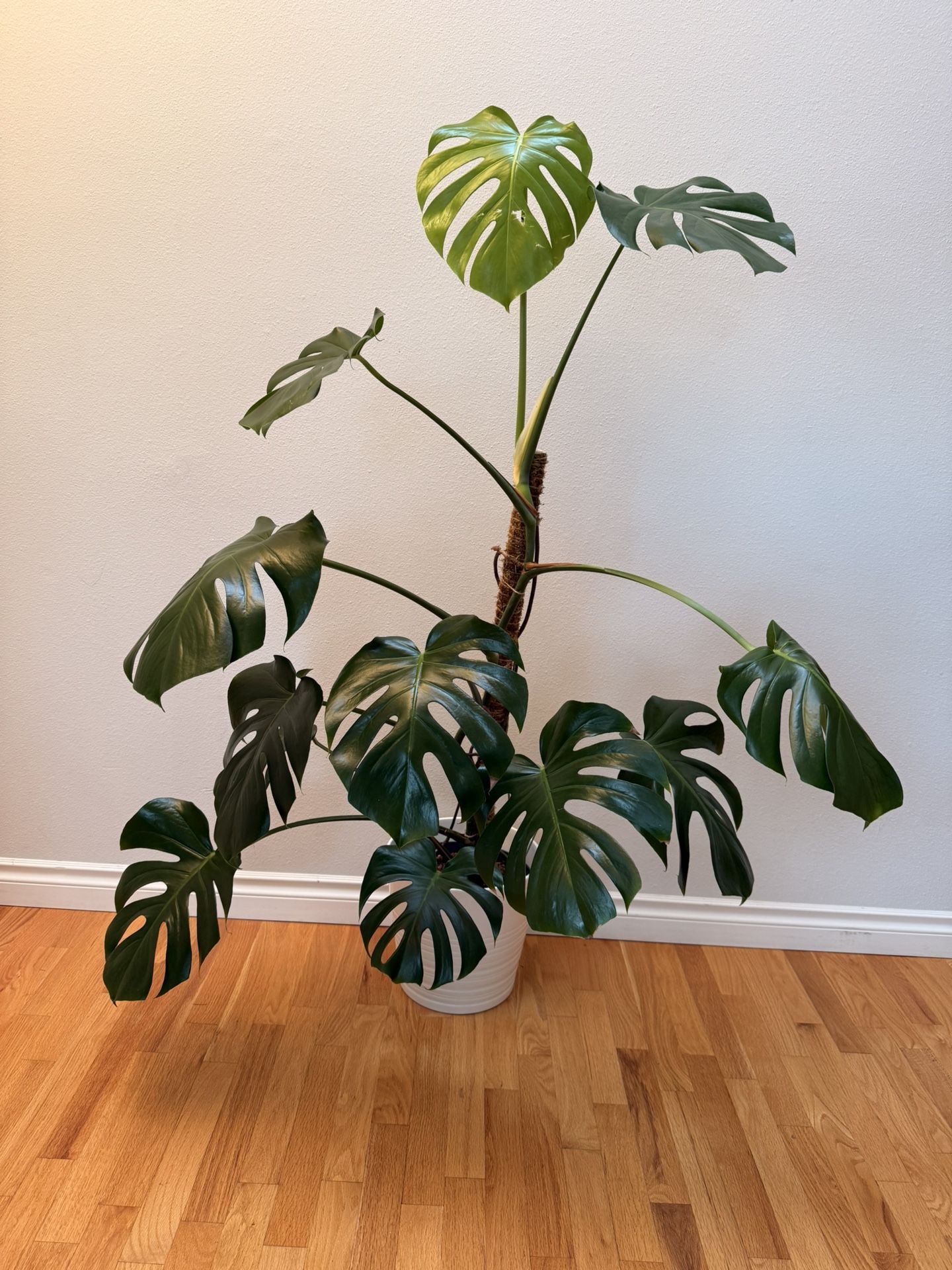Beautiful 3 Year Old Monstera Plant