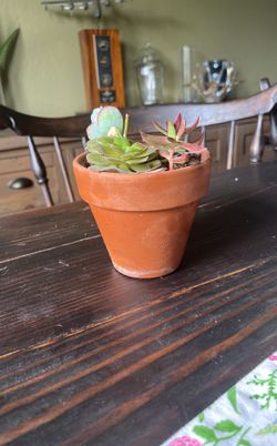 Succulent Plant