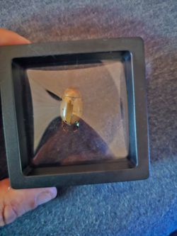 Grapevine beetle framed specimen