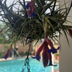 Canadian Air plant