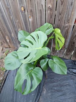 Monstera houseplants live