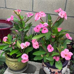 Crown Of Torn With Roots And Shoots Star blooming PinkColor $20.00 Each One