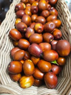 Jujube fruit
Oriental apple
Chinese Dates
Delicious 
Organic
Daily harvest 

$2 Per pound 

Located in Antioch, near FoodMax

Household
Yard
Vegetable