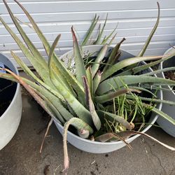 Aloe Vera Plant 🌱 